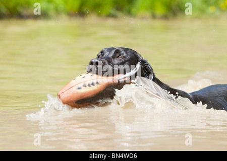 Un nero Labrador Retriever di nuoto con un manichino di formazione nella sua bocca Foto Stock