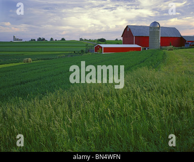 Iowa County, WI luce della sera su campi estivi e granaio rosso sul crinale piacevole Foto Stock