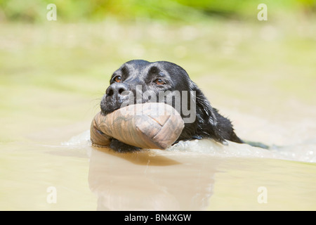 Un nero Labrador Retriever di nuoto con un manichino di formazione nella sua bocca Foto Stock