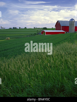 Iowa County, WI luce della sera su campi estivi e granaio rosso sul crinale piacevole Foto Stock