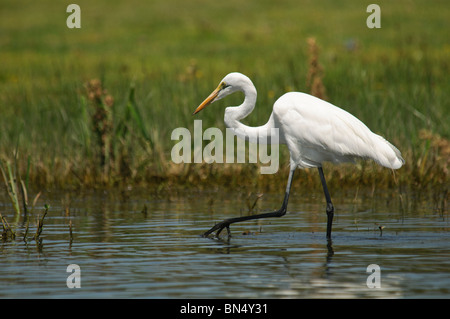 Grande airone bianco Ardea alba wading Foto Stock