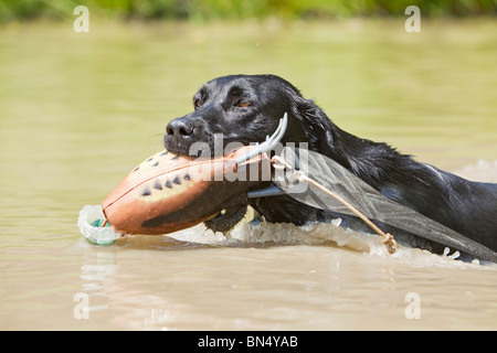 Un nero Labrador Retriever di nuoto con un manichino di formazione nella sua bocca Foto Stock