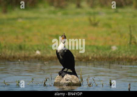 Bianco-breasted cormorano Phalacrocorax carbo Foto Stock