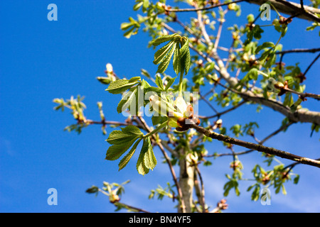 Sticky gemme di sicomoro, Acer pseudoplatanus Foto Stock