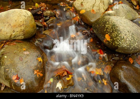 Vista autunnale di Little Pigeon River nel Parco Nazionale di Great Smoky Mountains, Tennessee, Stati Uniti d'America. Foto di Darrell giovani. Foto Stock