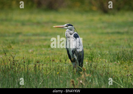 Airone cenerino Ardea cinerea in piedi in erba bagnata Foto Stock