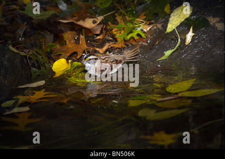 Adulto maschio bianco-throated Sparrow prendere un bagno in una foglia di molla riempito Foto Stock