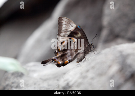 Una macro immagine di un marrone e bianco moth su un tronco di albero Foto Stock