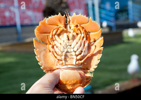 Un uomo detiene un Balmain Bug al Sydney Mercato del Pesce Foto Stock