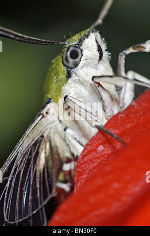 Chiara-winged Moth su fiori di ibisco: vista che mostra parti di bocca Foto Stock