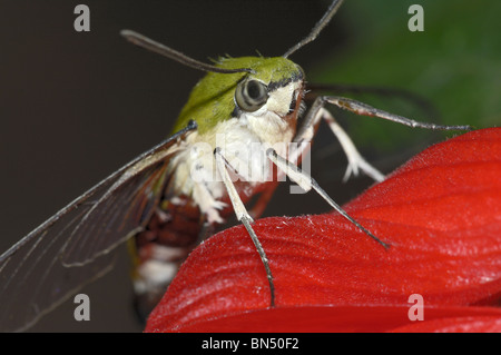 Chiara-winged Moth su fiori di ibisco: vista che mostra parti di bocca Foto Stock