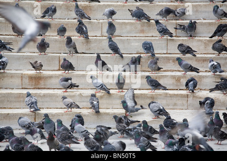 Piccioni sulle fasi di Istanbul in Turchia Foto Stock