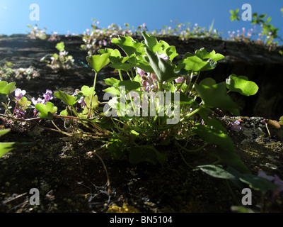 Edera-lasciava Toadflax (Cymbalaria muralis) Foto Stock