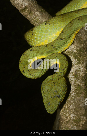 Il bambù PIT VIPER. Trimeresurus gramineus. Comune velenosi. Foto Stock