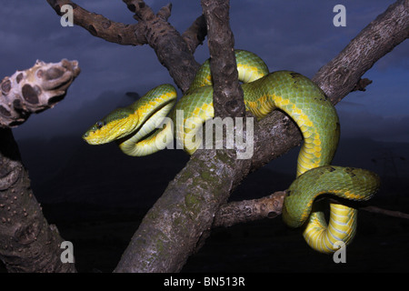 Il bambù PIT VIPER. Trimeresurus gramineus. Comune velenosi. Foto Stock