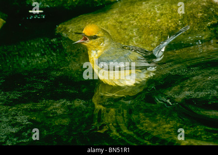 Raro Blue Winged trillo, Vermivora pinus, fischi presso gli altri mentre la balneazione a tenere altri uccelli lontano, Giugno Foto Stock