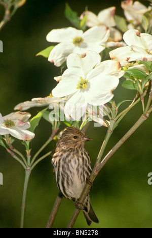 Pino maschio lucherino (Carduelis pinus) arroccato su blooming Sanguinello filiale a molla Foto Stock