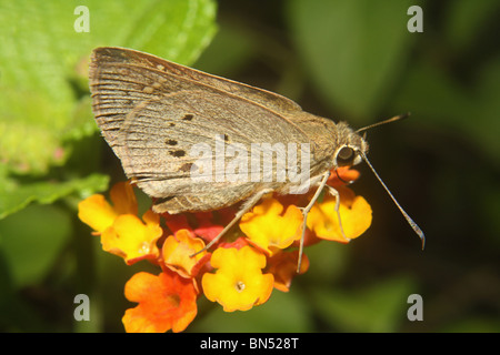 Indian Palm Bob, Suastus gremius Butterfly. Hesperiidae : Skippers Ubicazione- Karnala il santuario degli uccelli Foto Stock