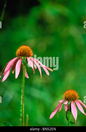 Due Coneflowers (Echinacea purpurea) fiori close up - un ardito vegetale nativo che è uno dei preferiti di butterfies, insetti e le api Foto Stock