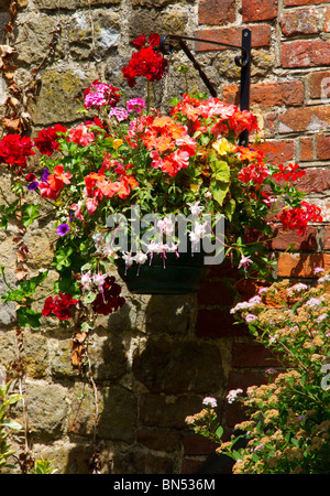 Motivi floreali colorati appesi cesto fissato al vecchio muro in mattoni e contenente nelle petunie, fucsia, Pelargonium e occupato Lizzies nel giardino inglese Foto Stock