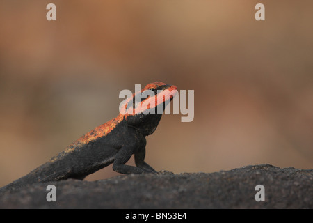 Foresta, CALOTES Calotes rouxii, maschio in allevamento in colore i monsoni in Mhadei Wildlife Sanctuary, Goa, India Foto Stock