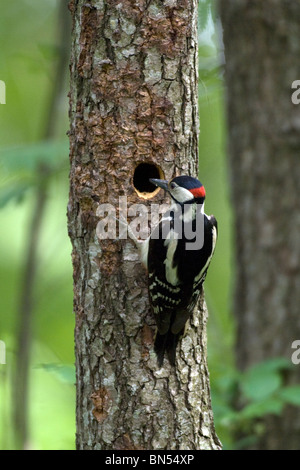 Picchio Rosso (Dendrocopos major) Foto Stock