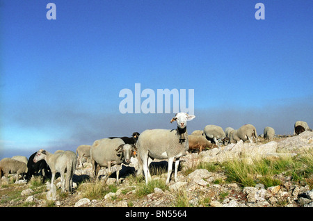 Pecore in Serra da Estrela, Portogallo Foto Stock