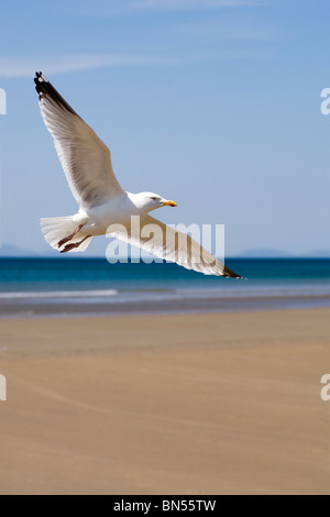 Aringa gabbiano (Larus argentatus) Foto Stock