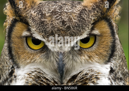 Grande gufo cornuto (Bubo virginiarnus) Foto Stock