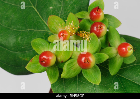 Hypericum x inodorum foglie, calice e bacche Foto Stock