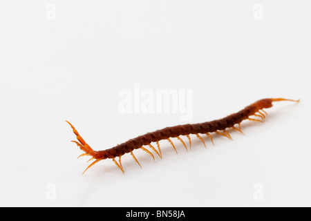 Primo piano di una marrone centipede su sfondo bianco Foto Stock