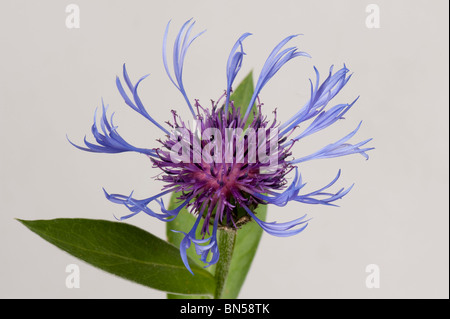 Fiori blu di una perenne Fiordaliso (Centaurea montana) Foto Stock