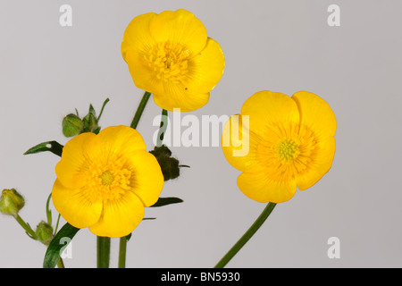 Ranuncolo strisciante (Ranunculus repens) fiori contro uno sfondo bianco Foto Stock