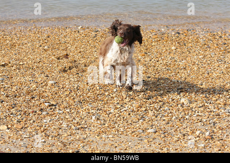 English Springer Spaniel con sfera sulla spiaggia Foto Stock