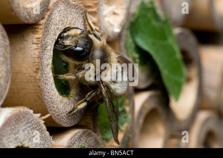 Un leafcutter bee, Megachile centuncularis, nidificazione in tubi di bambù in un giardino del Regno Unito. Foto Stock
