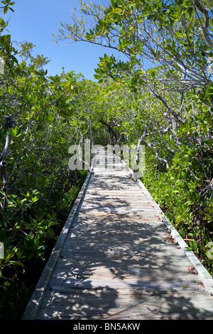 Il Boardwalk attraverso le mangrovie di John Pennekamp State Park, Key Largo, Florida, Stati Uniti d'America Foto Stock