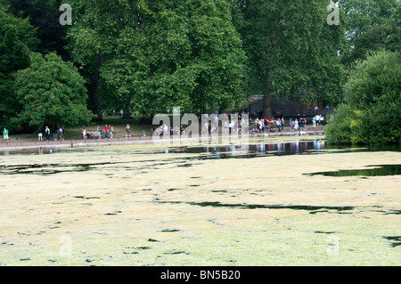 Weed su St James Park Lake, Londra Foto Stock