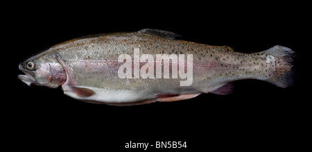 La trota arcobaleno (Oncorhynchus mykiss) nativa per affluenti dell'Oceano Pacifico in Asia e in America del Nord Foto Stock