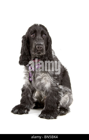 Nero e grigio cocker spaniel cane davanti a uno sfondo bianco Foto Stock