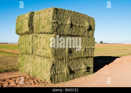 Six string alfalfa balle di fieno accatastati accanto al taglio fresco campo con una latteria edifici in background Foto Stock