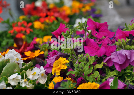 Diversi fiori con colori vividi in condizioni di intensa luce estiva Foto Stock