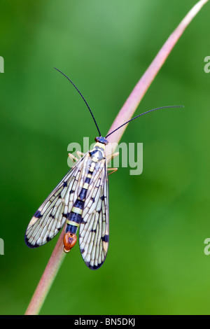 Scorpione comune volare; Panorpa communis Foto Stock