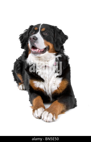 Bovaro del Bernese(Berner Sennenhund,, Berner Oberland) davanti a uno sfondo bianco Foto Stock