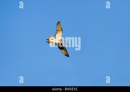 Curlew; Numenius arquata, chiamando in volo Foto Stock