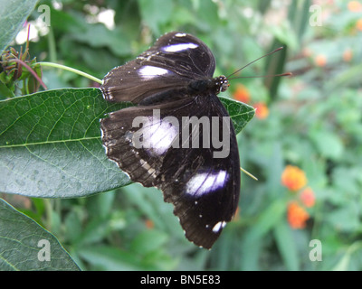 Grande eggfly butterfly (hypolimnus) Blue Moon Foto Stock