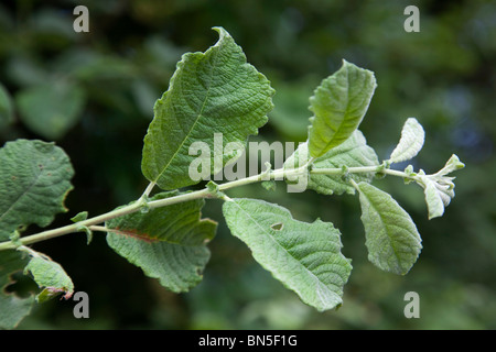 Eared Willow; Salix aurita; Foto Stock