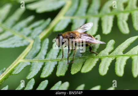 Femmina o Dronefly Hoverfly, pertinax Eristalis, Syrphidae, Diptera. Un tipo comune di Honeybee mimare Hoverfly. Foto Stock