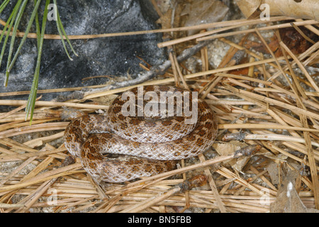 Al nord il deserto Nightsnake Hpysiglena torquata deserticola Julian, California, Stati Uniti 10 Maggio adulto Colubridae Foto Stock