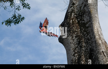 Scarlet Macaw vola fuori dal suo nido fatto nel foro di un albero in Las Guacamayas eco-centro turistico, Chiapas, Messico. Foto Stock