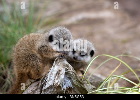 Baby meerkats a Blair Drummond Safari Park Stirling Scozia Scotland Foto Stock